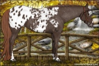 Horse Color:Liver Chestnut Sabino Appaloosa 