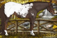 Horse Color:Liver Chestnut Appaloosa