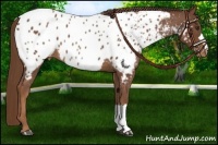 Horse Color:Chestnut Near Leopard Rabicano 