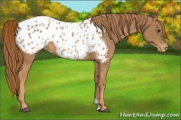 Horse Color:Chestnut Appaloosa 