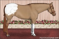 Horse Color:Red Dun Appaloosa 