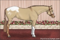 Horse Color:Red Dun Appaloosa