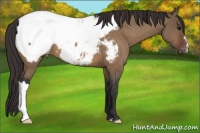 Horse Color:Brown Dun Appaloosa 