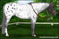 Horse Color:Smoky Black Appaloosa 