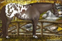 Horse Color:Liver Chestnut Appaloosa