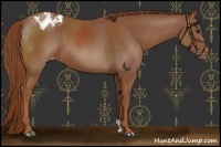 Horse Color:Chestnut Appaloosa 