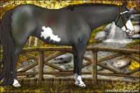 Horse Color:Liver Chestnut Frame 