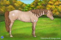 Horse Color:Brown Roan Pearl  and Brown Roan Pearl 