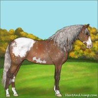 Horse Color:Silver Bay Frame Appaloosa
