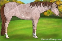 Horse Color:Chestnut Ice 