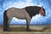 Horse Color:Grullo 