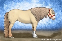 Horse Color:Gold Champagne Dun 