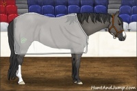 Horse Color:Grullo 