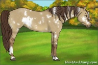 Horse Color:White Spotted Liver Red Dun 