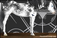 Horse Color:White Spotted Black Splash 