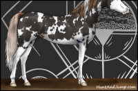Horse Color:White Spotted Liver Chestnut Sabino Splash 