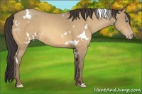 Horse Color:White Spotted Amber Cream Champagne 