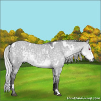 Horse Color:White Spotted Silver Smoky Grullo Chinchilla 