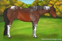 Horse Color:Bay Tobiano 