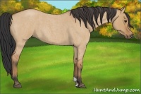 Horse Color:Bay Roan Dun 