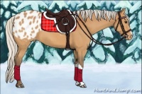 Horse Color:Silver Bay Appaloosa 