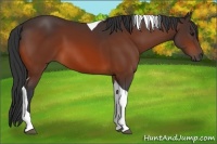 Horse Color:Bay Tobiano 