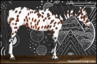 Horse Color:Brown Appaloosa 