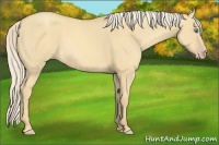 Horse Color:Gold Cream Champagne Dun 