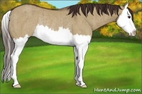 Horse Color:Liver Red Dun Splash Rabicano Brindle 
