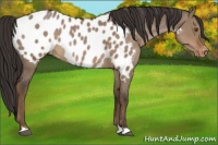 Horse Color:Liver Red Dun Appaloosa Rabicano