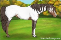 Horse Color:Liver Chestnut Appaloosa
