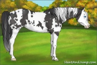 Horse Color:White Spotted Black Splash