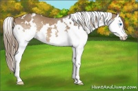 Horse Color:White Spotted Liver Chestnut Splash 