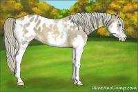 Horse Color:Chocolate Palomino Splash Appaloosa 