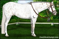 Horse Color:Palomino Roan Leopard 