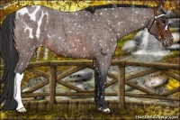 Horse Color:Brown Roan Appaloosa 