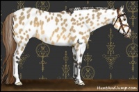 Horse Color:Buckskin Dun Leopard 