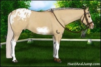 Horse Color:Silver Bay Dun Sabino Tobiano Frame Varnish Rabicano