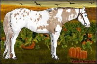 Horse Color:Red Dun Splash Appaloosa  and Red Dun Splash Appaloosa Rabicano 