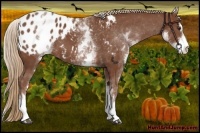 Horse Color:White Spotted Chestnut Sabino Blanket