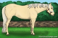 Horse Color:Palomino