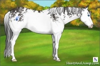 Horse Color:White Spotted Buckskin Splash 
