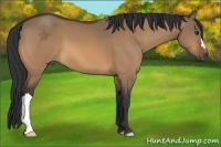 Horse Color:Bay Dun 