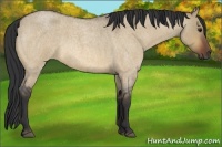 Horse Color:Bay Roan Dun