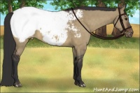 Horse Color:Brown Dun Appaloosa 
