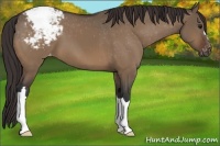 Horse Color:Brown Dun Appaloosa 