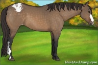 Horse Color:Brown Dun Appaloosa