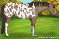 Horse Color:Liver Red Dun Appaloosa