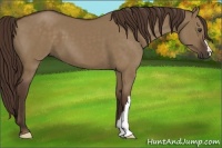 Horse Color:Liver Red Dun 