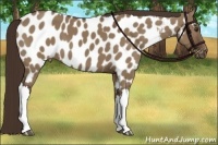 Horse Color:Liver Red Dun Appaloosa 